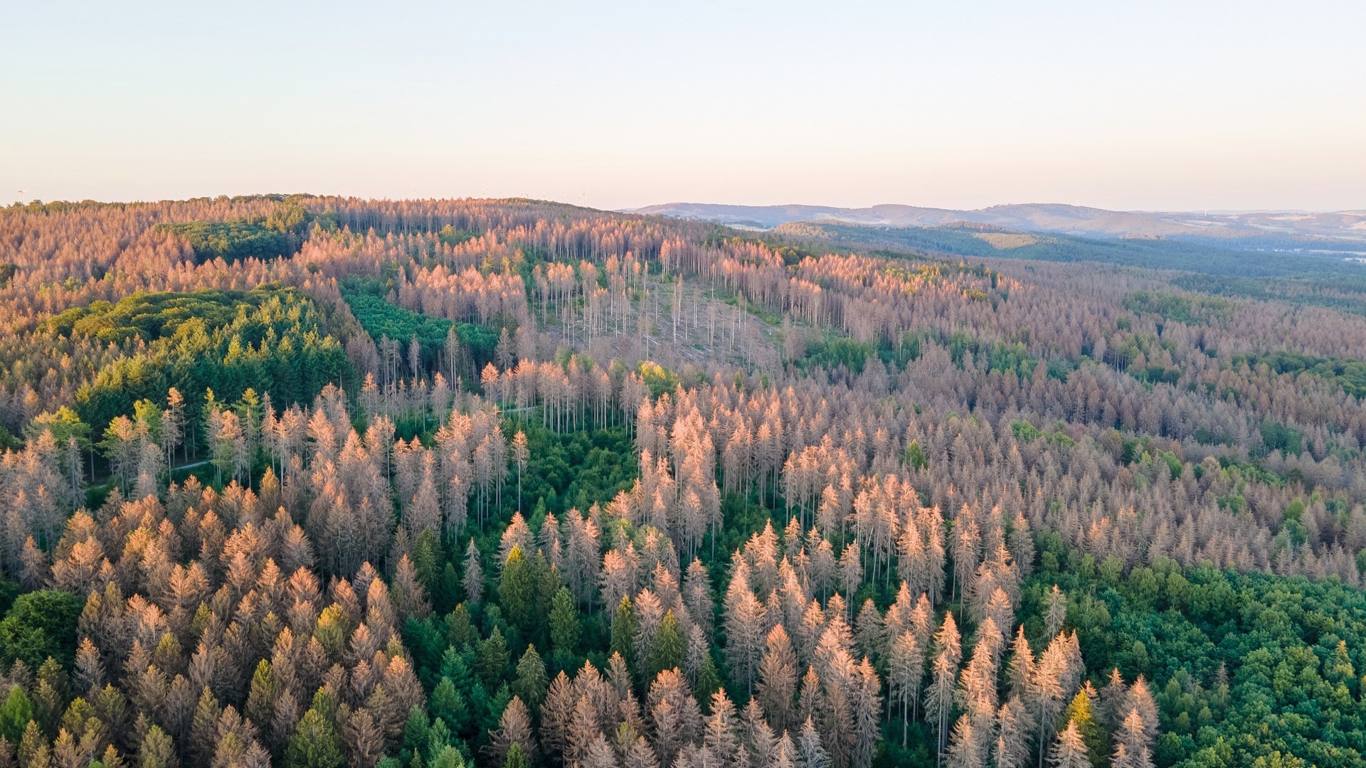 Klimakrise und Corona-Krise: Klimawandel verstärkt Artensterben und Waldsterben in Europa